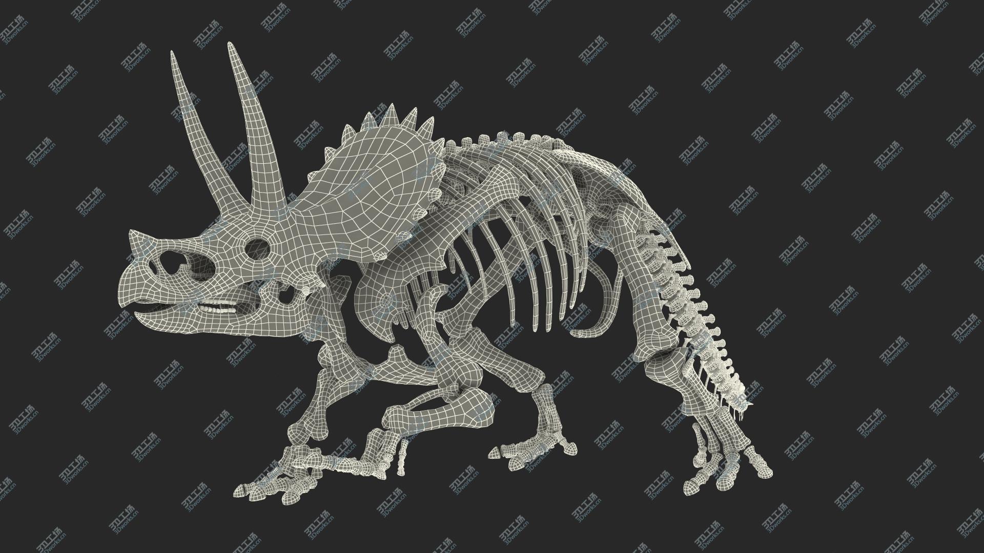 images/goods_img/2021040164/3D Triceratops Horridus Skeleton/4.jpg